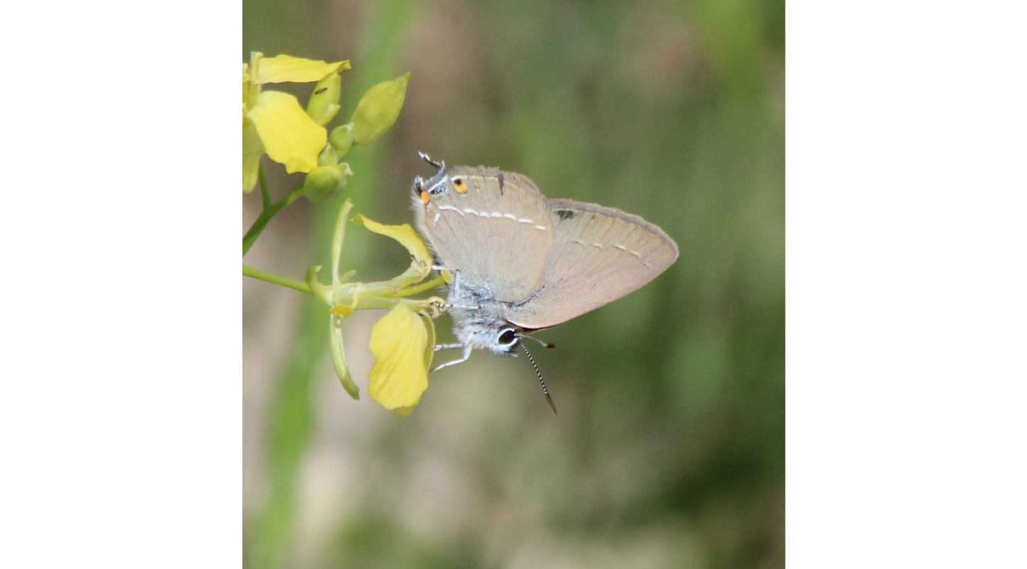KAPADOKYA Satyrium abdominalis