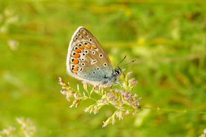 ANTALYA polyommatus icarus