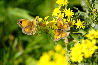 BODRUM maniola telmessia