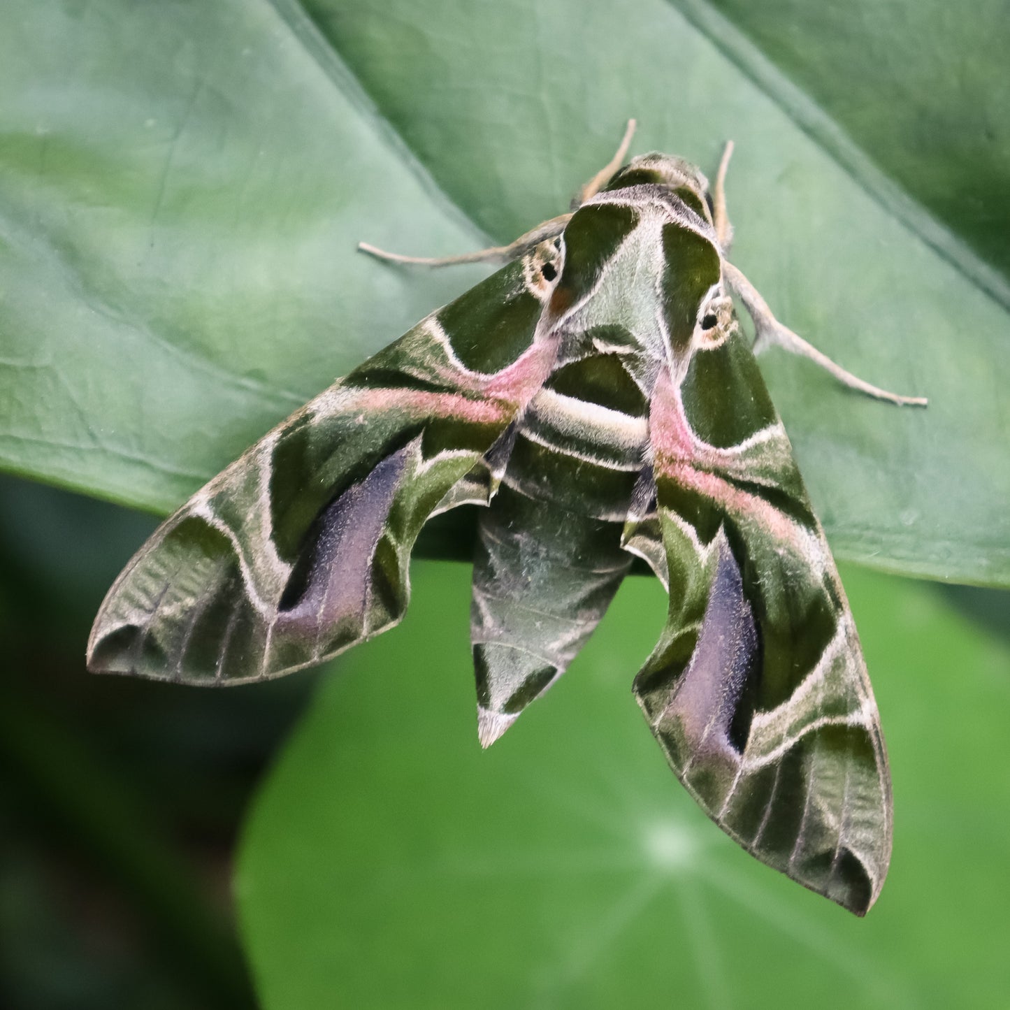 PAMUKKALE Daphnis nerii