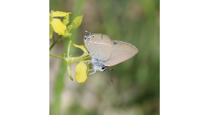 KAPADOKYA Satyrium abdominalis